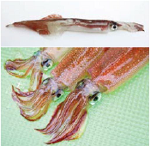 ヤリイカの写真