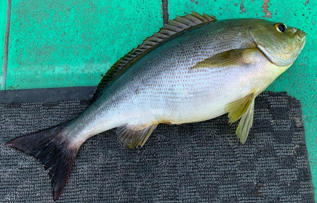 魚のアップ写真