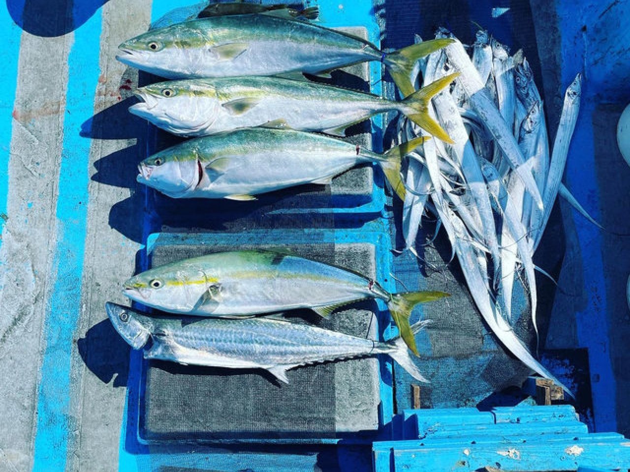 【釣果速報】ブリのビッグウェーブ来てます！和歌山県Marin Club Lotusがショート便で80cm以上のブリ3匹GET！このチャンスを逃すな！