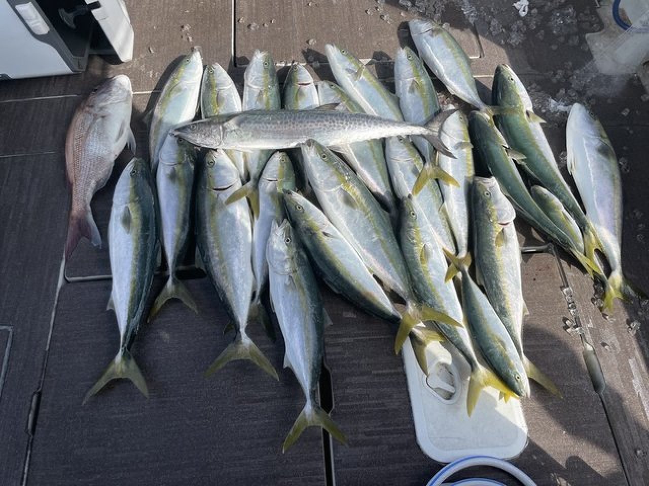 【釣果速報】広島県芳丸でハマチトップ7本!96cmのBIGサワラもキャッチ!SLJ船で量・質ともに大満足の青物に出会おう!