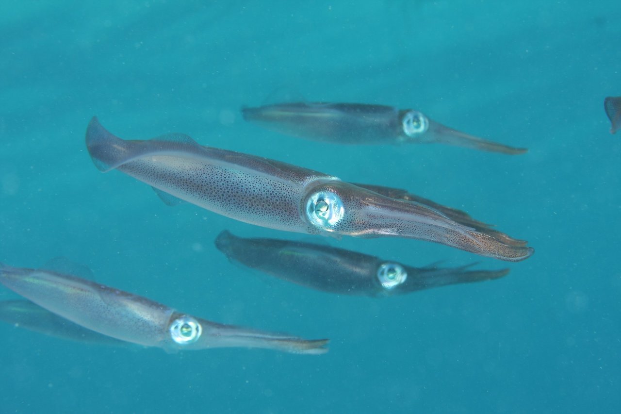 アオリイカの群れの写真