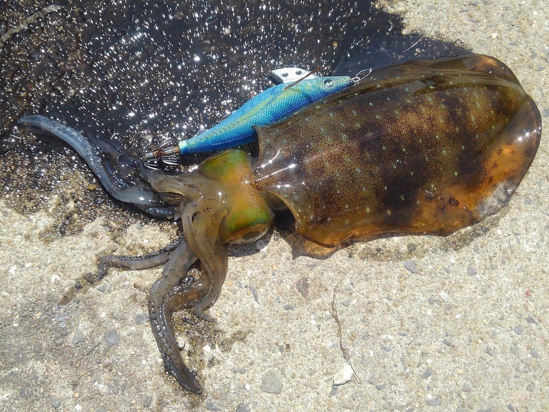 アオリイカの写真