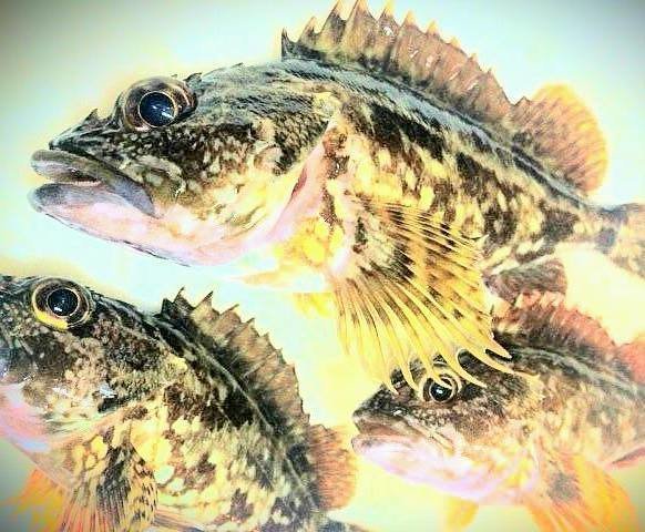 カサゴ　ロックフィッシュ　魚
