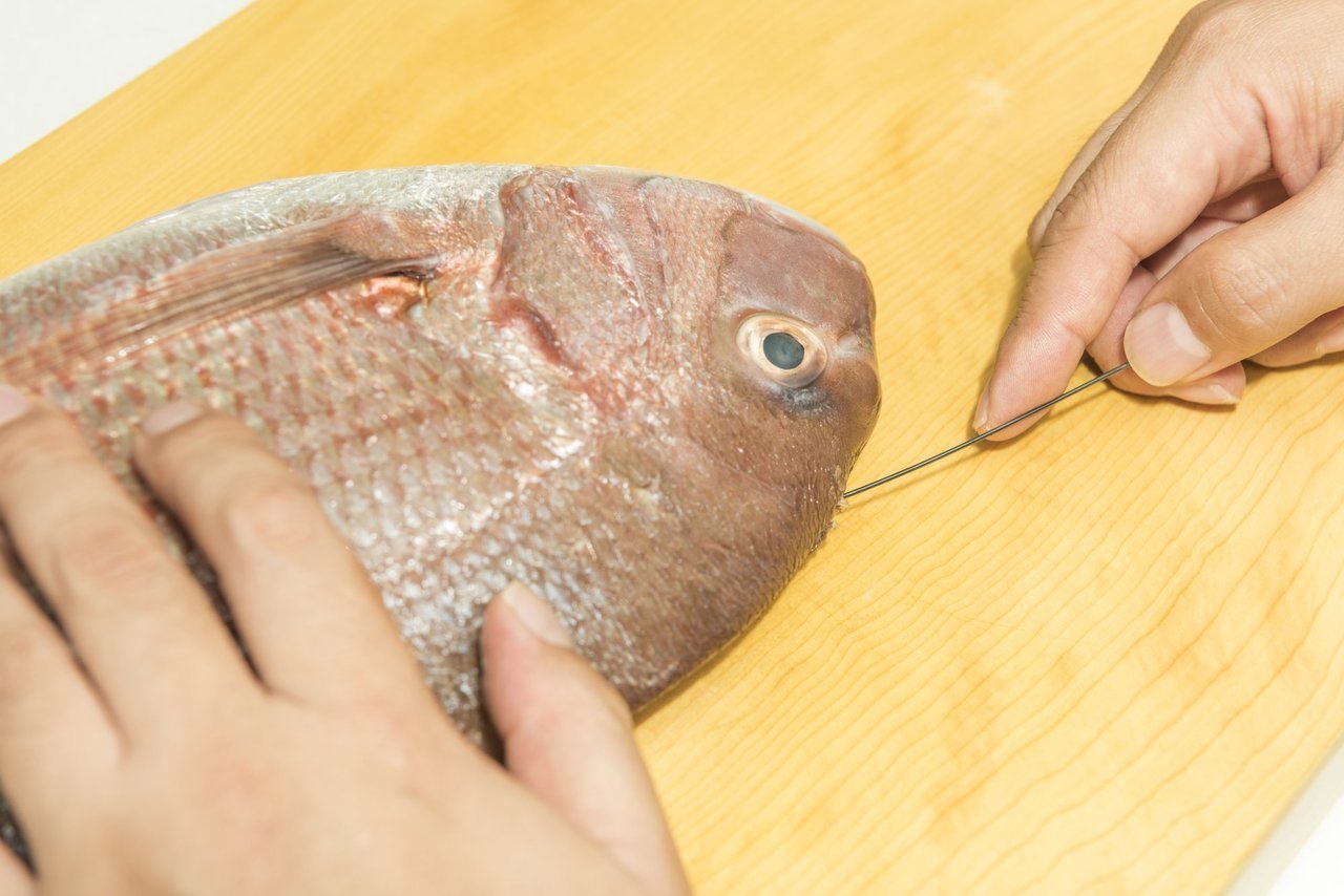 魚の締め方＆血抜きの方法徹底解説！釣った魚の鮮度を保って美味しく食べよう