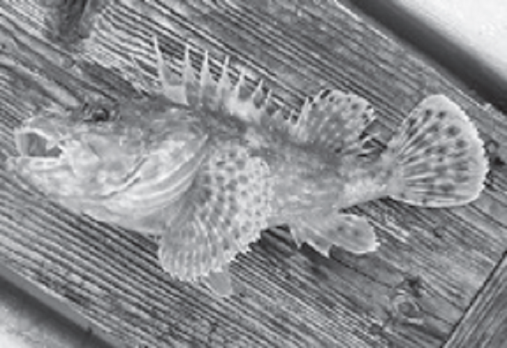 魚の写真