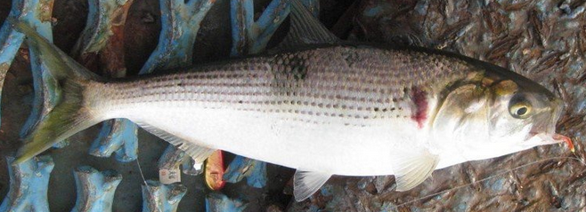 魚のアップ写真