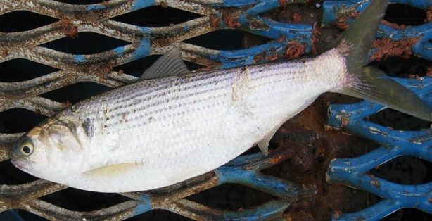 魚のアップ写真