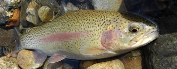 魚のアップ写真