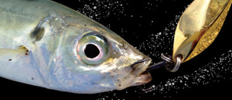 魚とルアーのアップ写真