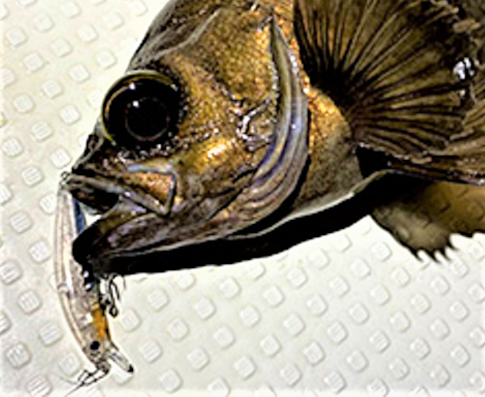 魚とルアーのアップ写真