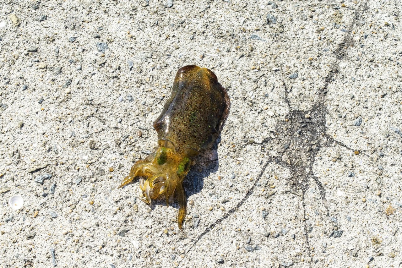 アオリイカの写真