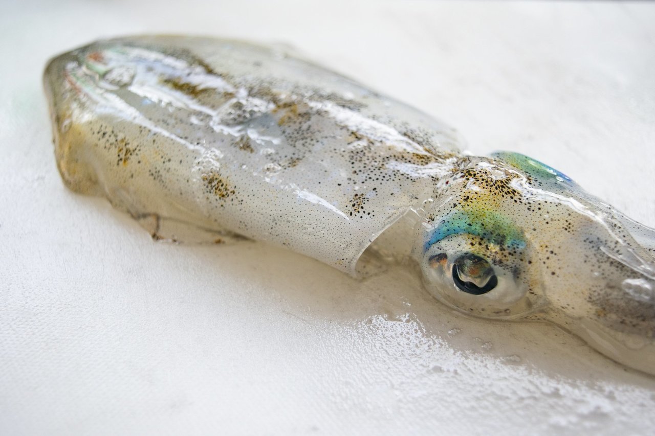 アオリイカの写真