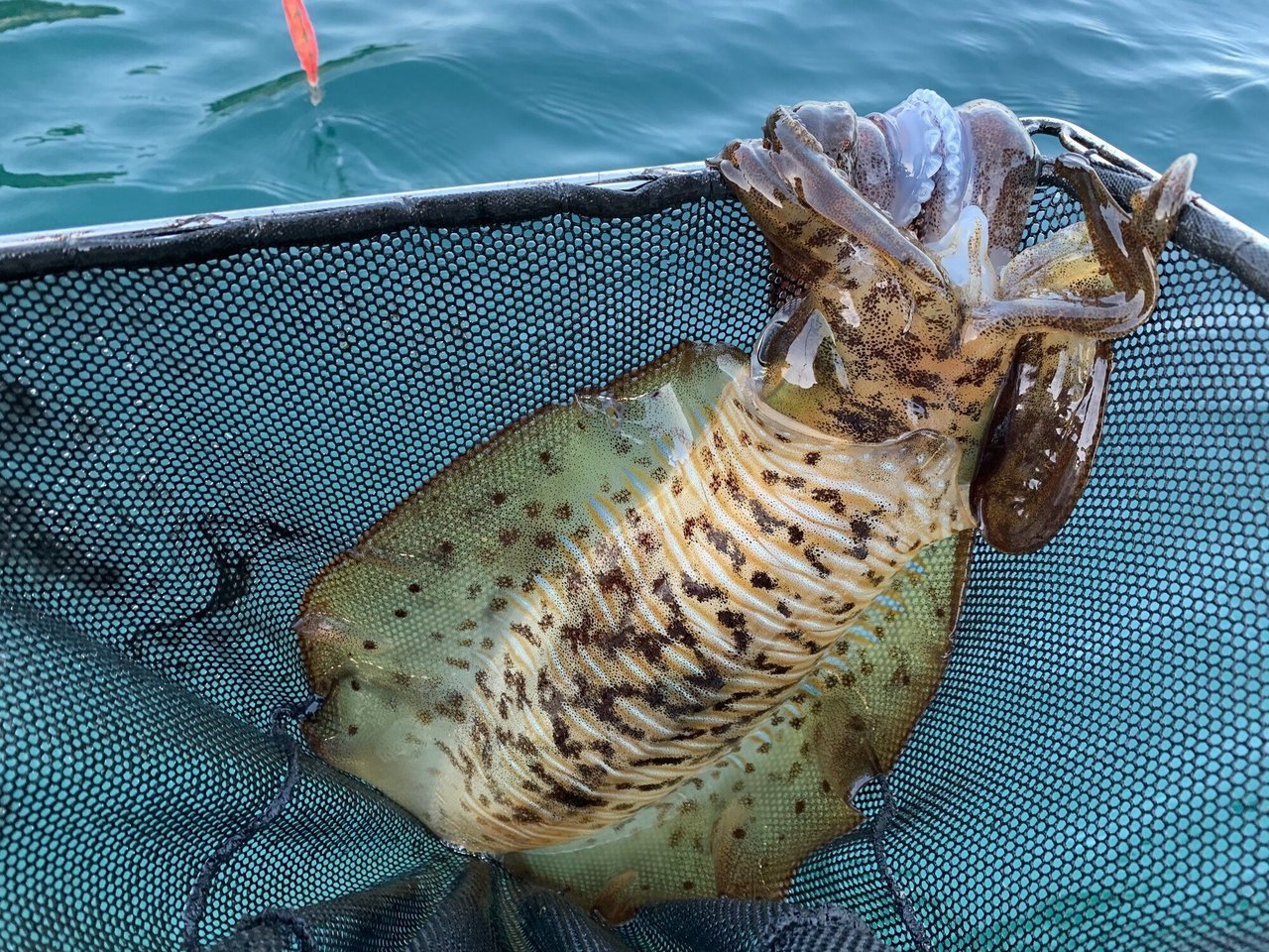 アオリイカの写真