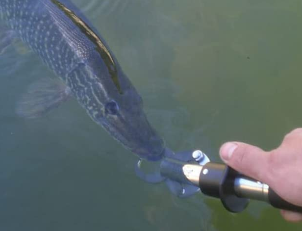 魚とフィッシュグリップのアップ写真