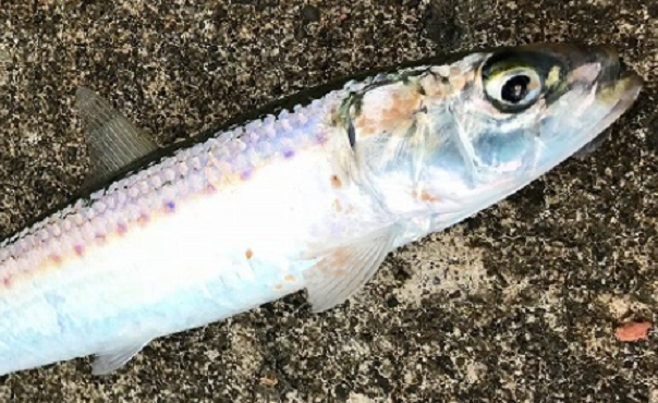 魚のアップ写真