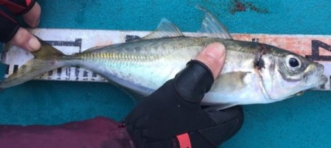 魚のアップ写真