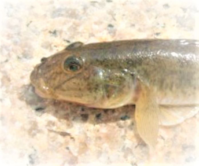 マハゼってどうやって釣ればいいの?特徴や釣り方をチェック【初心者向け】