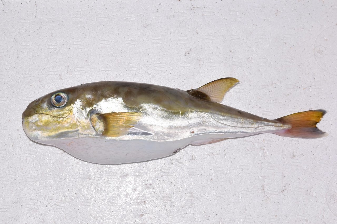 サバフグの写真