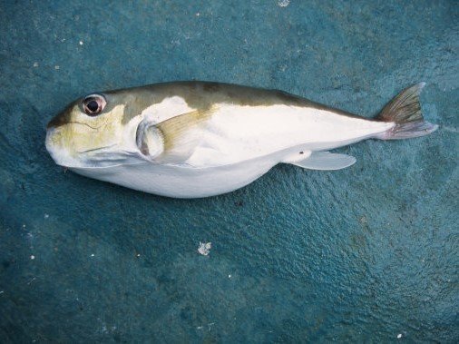 サバフグの写真