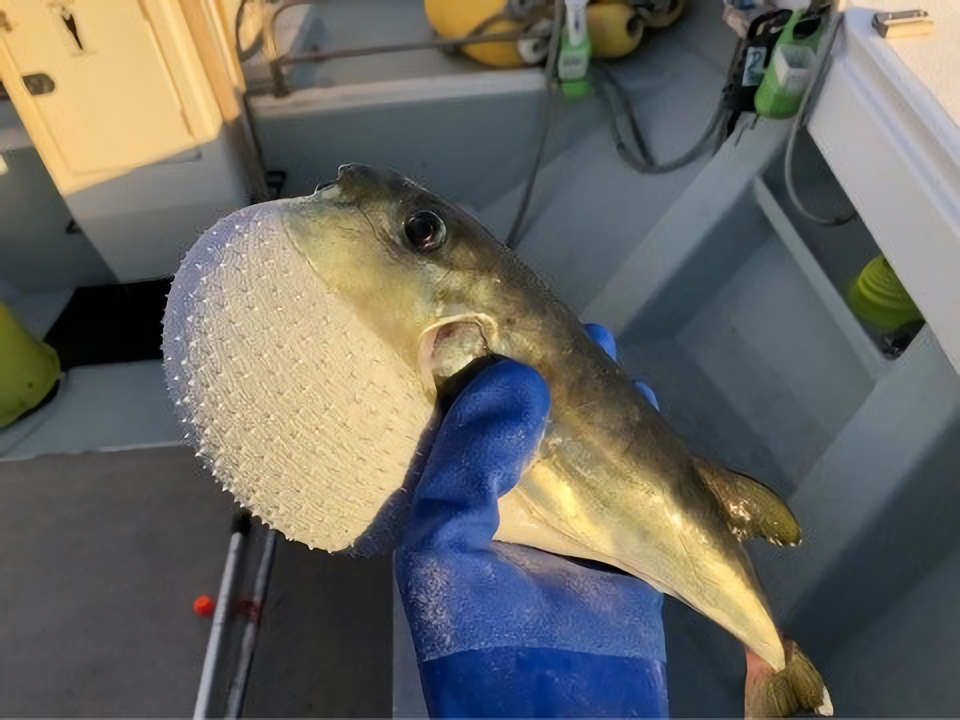 サバフグの写真