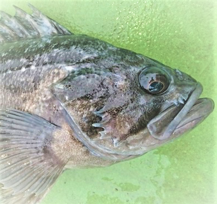 魚のアップ写真