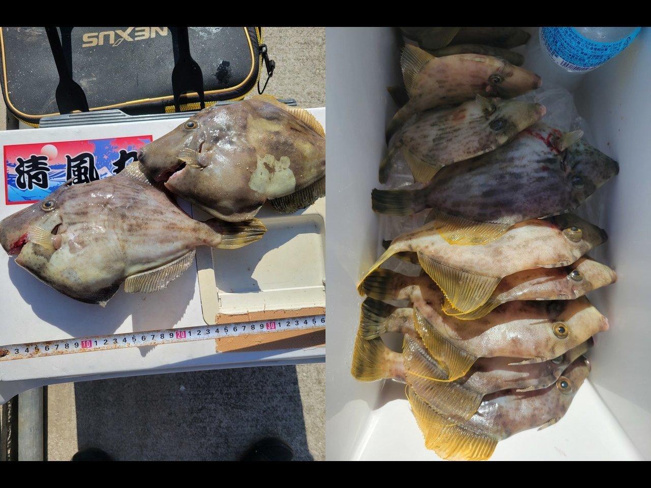 【釣果速報】型狙いのカワハギ釣行で30cmオーバーが続々ヒット！和歌山県清風丸であなたも良型をゲットしよう！