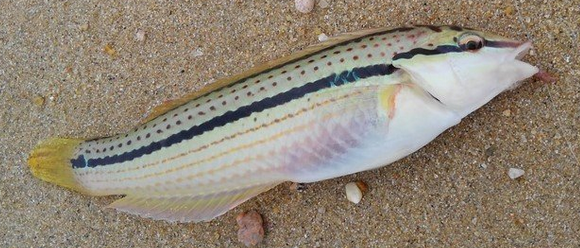 魚のアップ写真