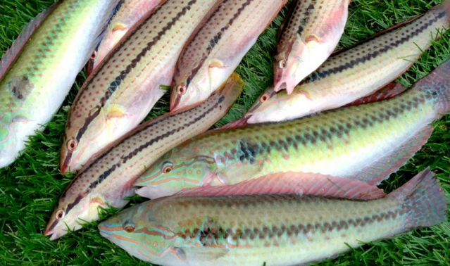 魚のアップ写真