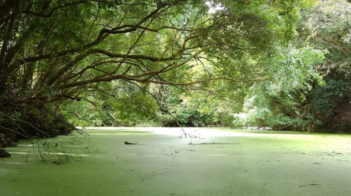 浮草に覆われた池の遠景写真