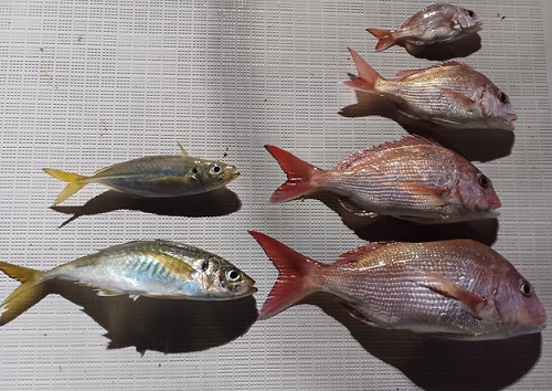 釣果