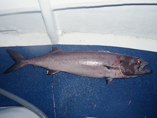 アブラソコムツの写真