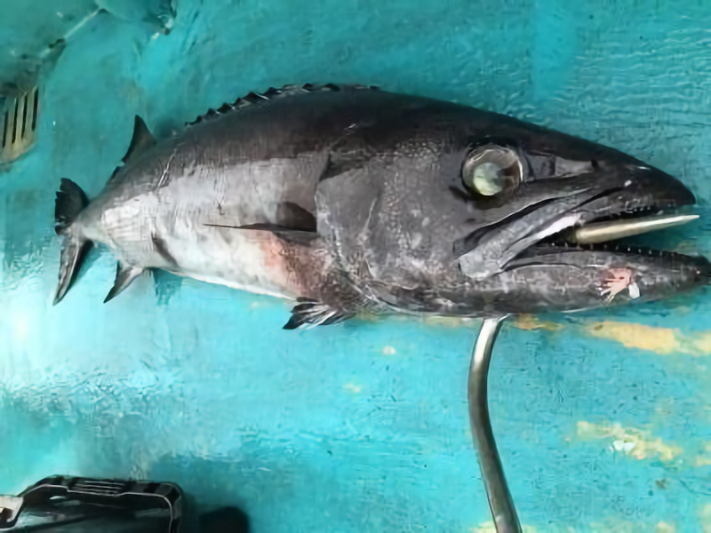 バラムツの写真