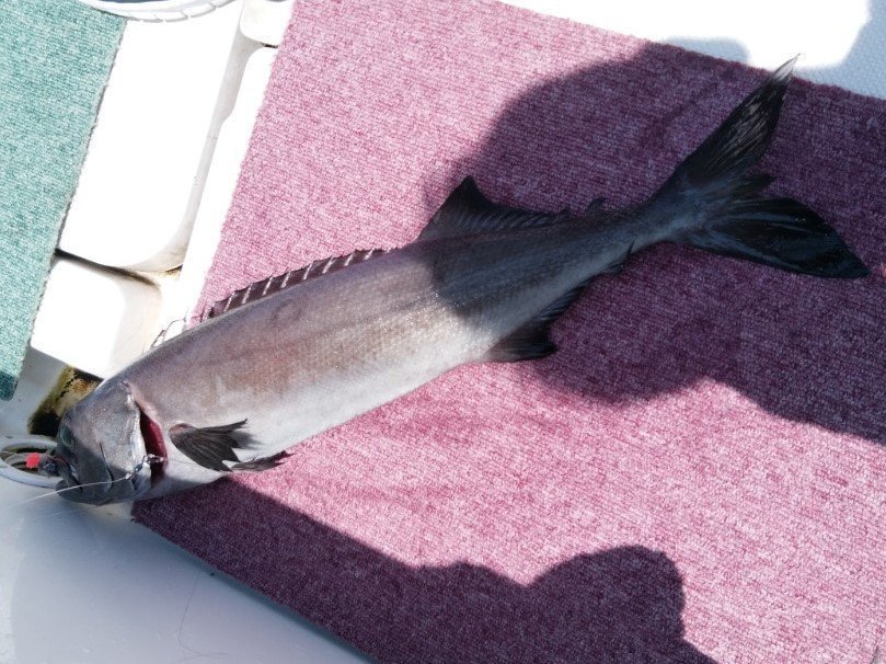 バラムツの写真