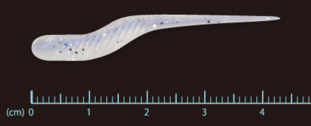 ワームのアップ写真