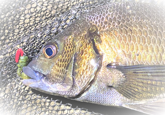 魚とルアーのアップ写真