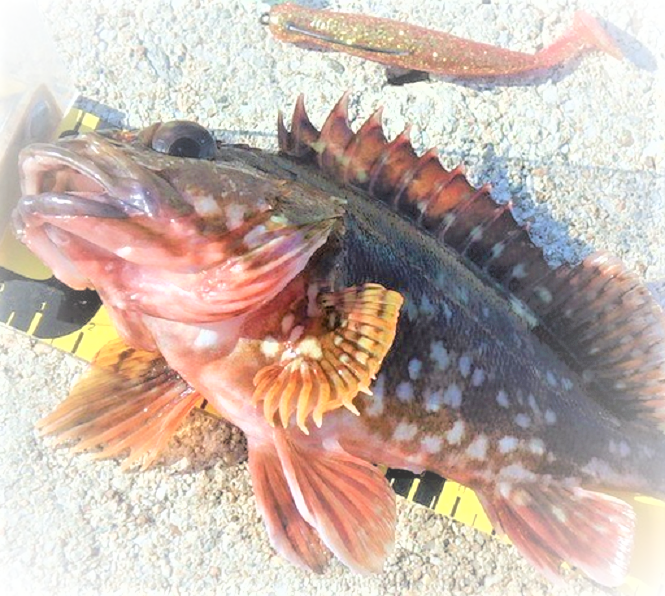 魚のアップ写真