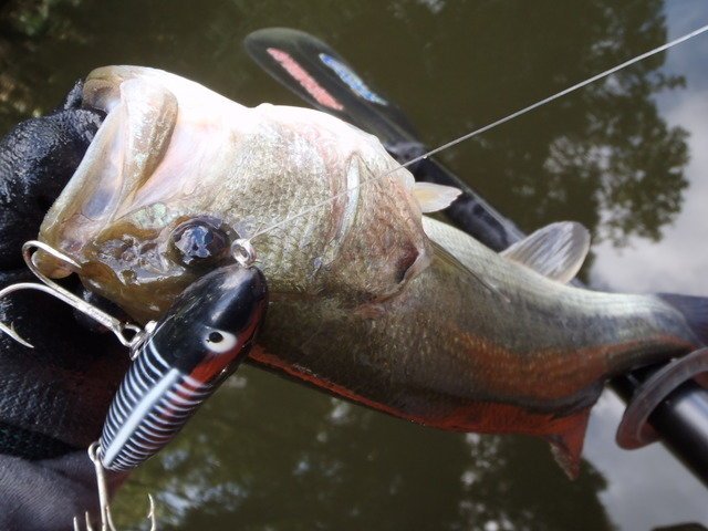 バス　バスフィッシング　バス釣り　ルアー　ヘドン　ソリザラ