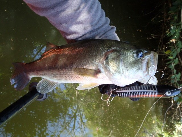 バス　バス釣り　バスフィッシング　ルアー