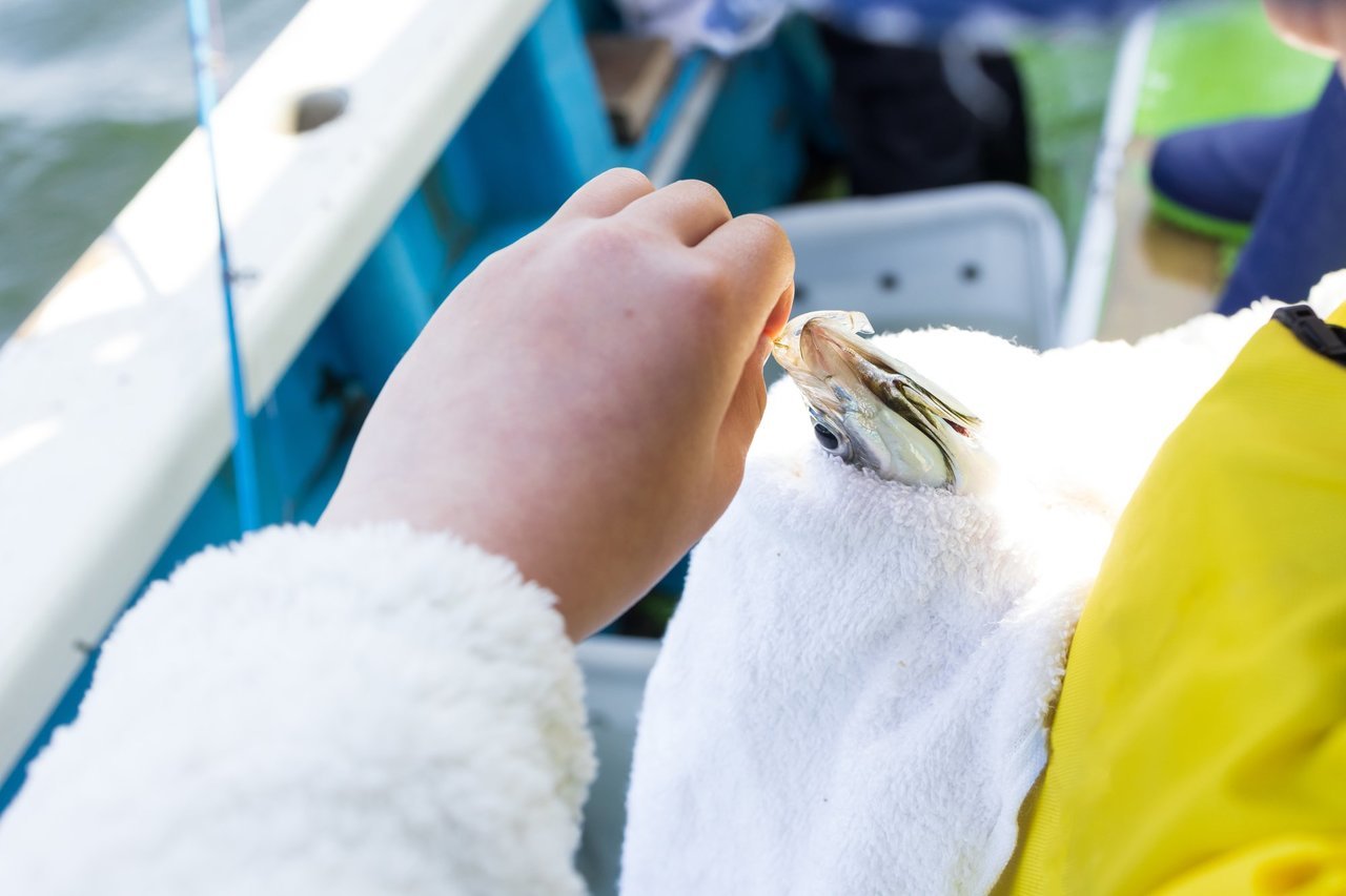 アジにハリを付ける手元の写真