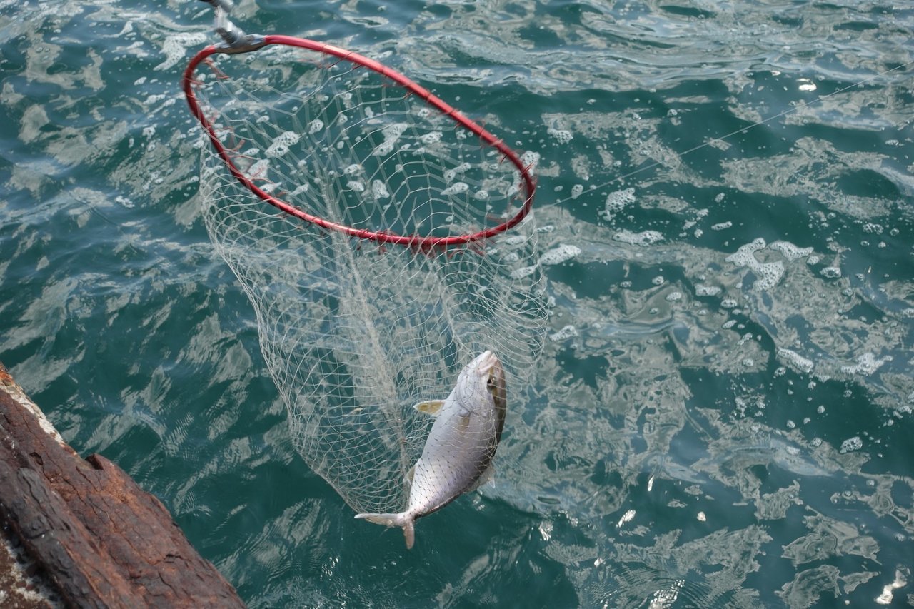 カンパチの写真