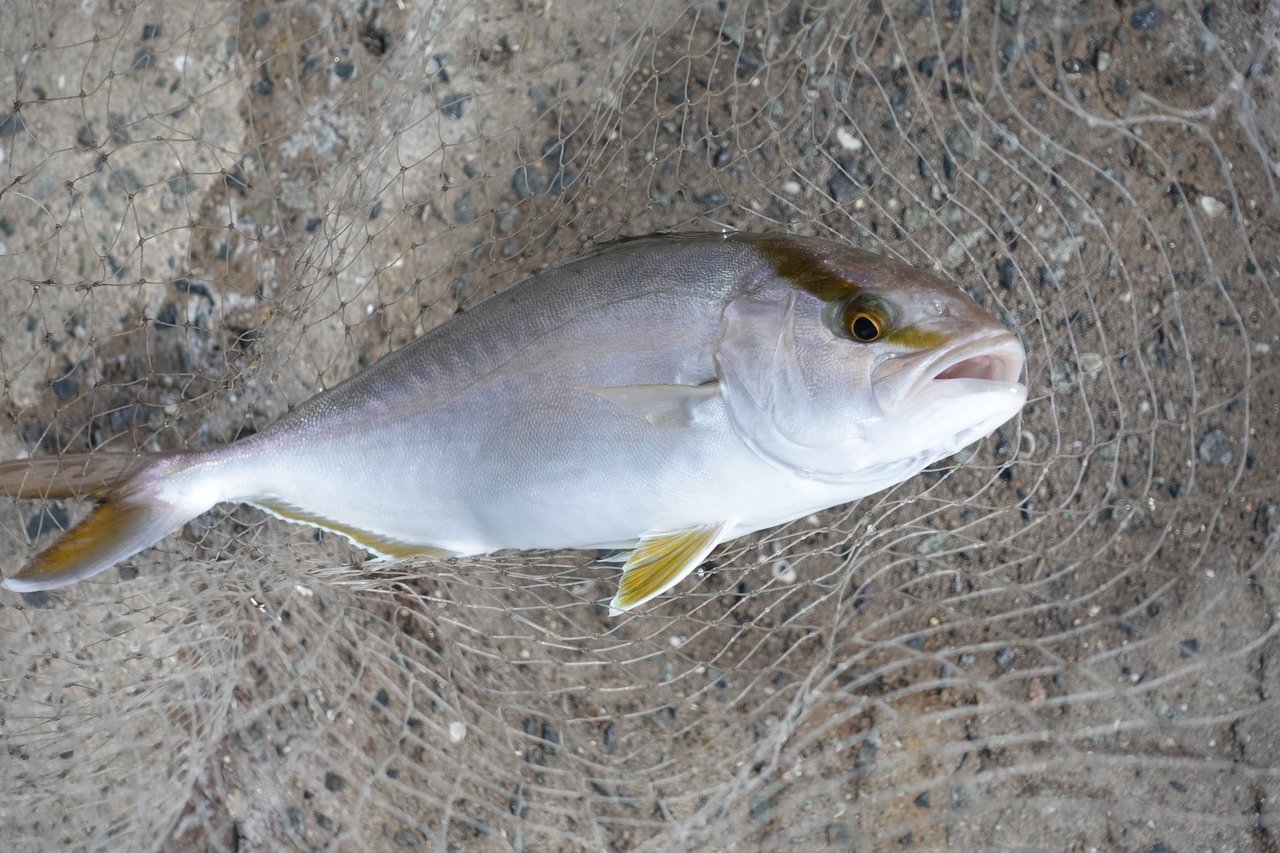 カンパチの写真