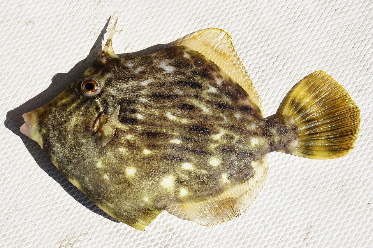 カワハギの写真