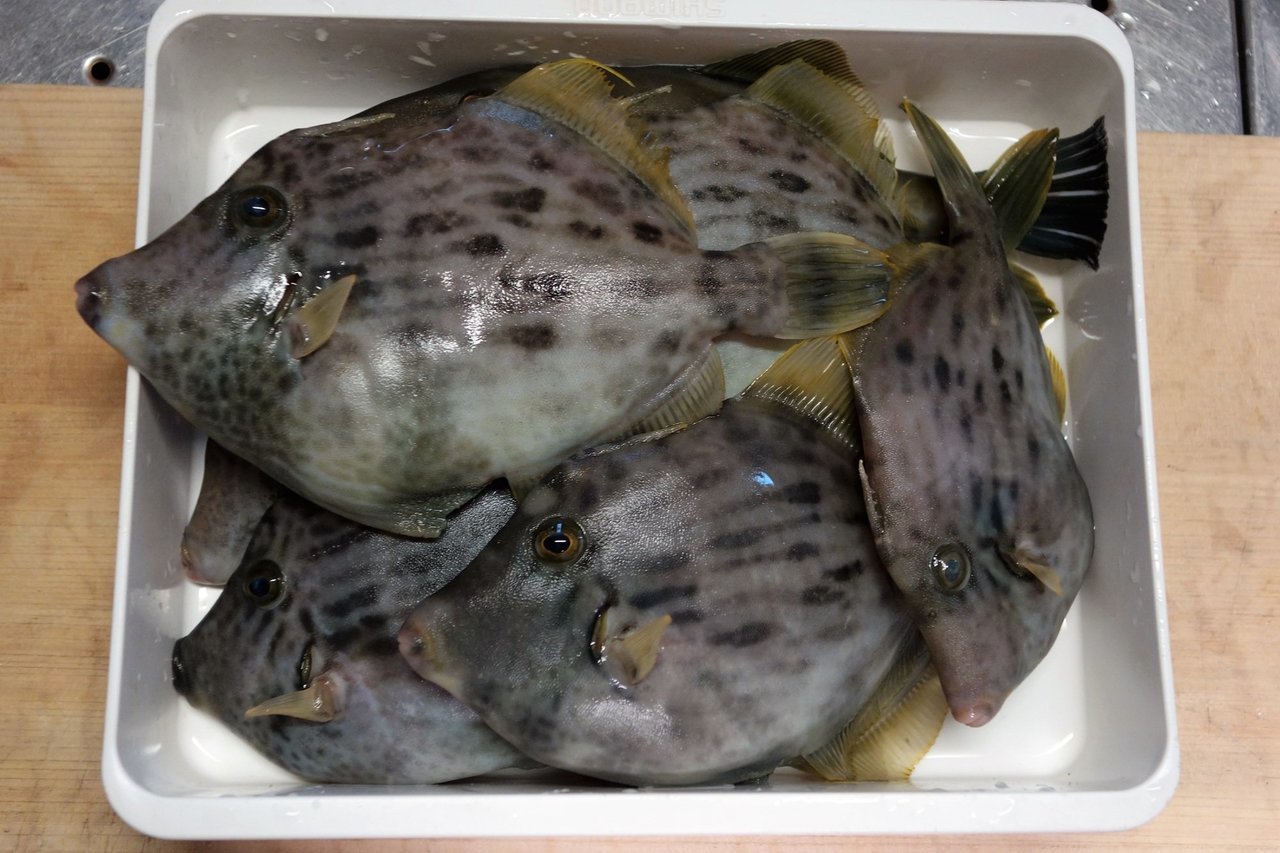 カワハギの写真