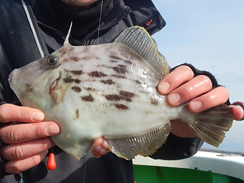 カワハギの写真