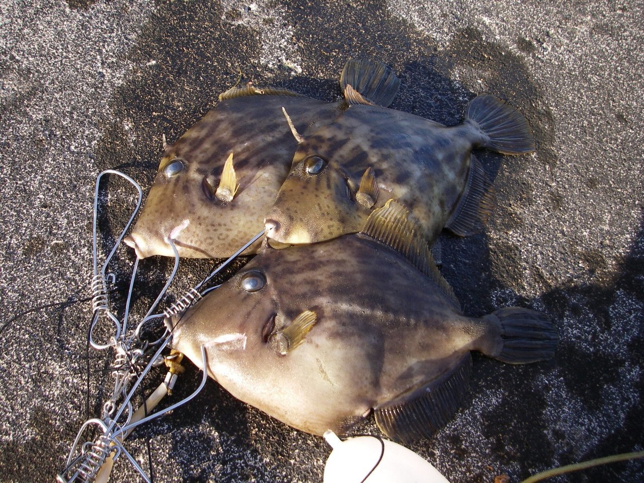 カワハギの写真