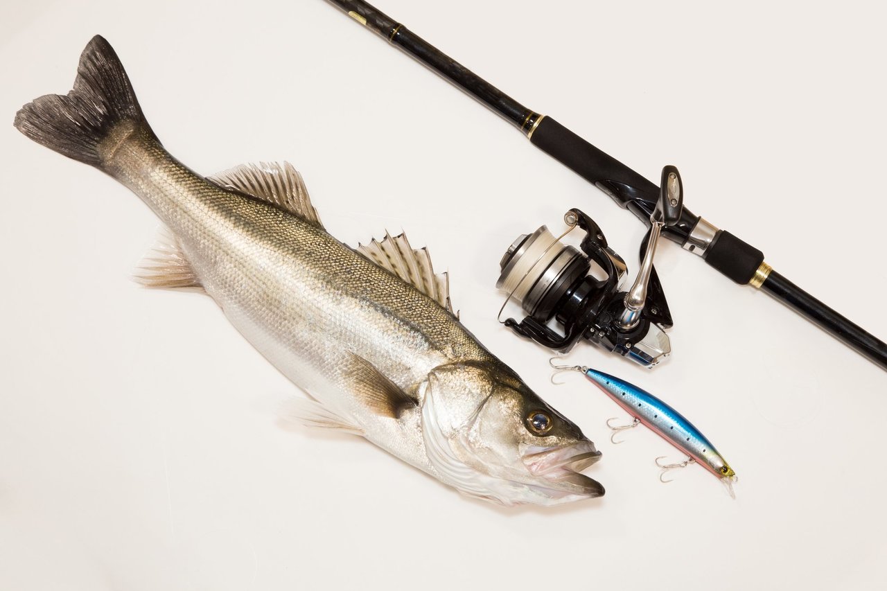 シーバスとロッドの写真