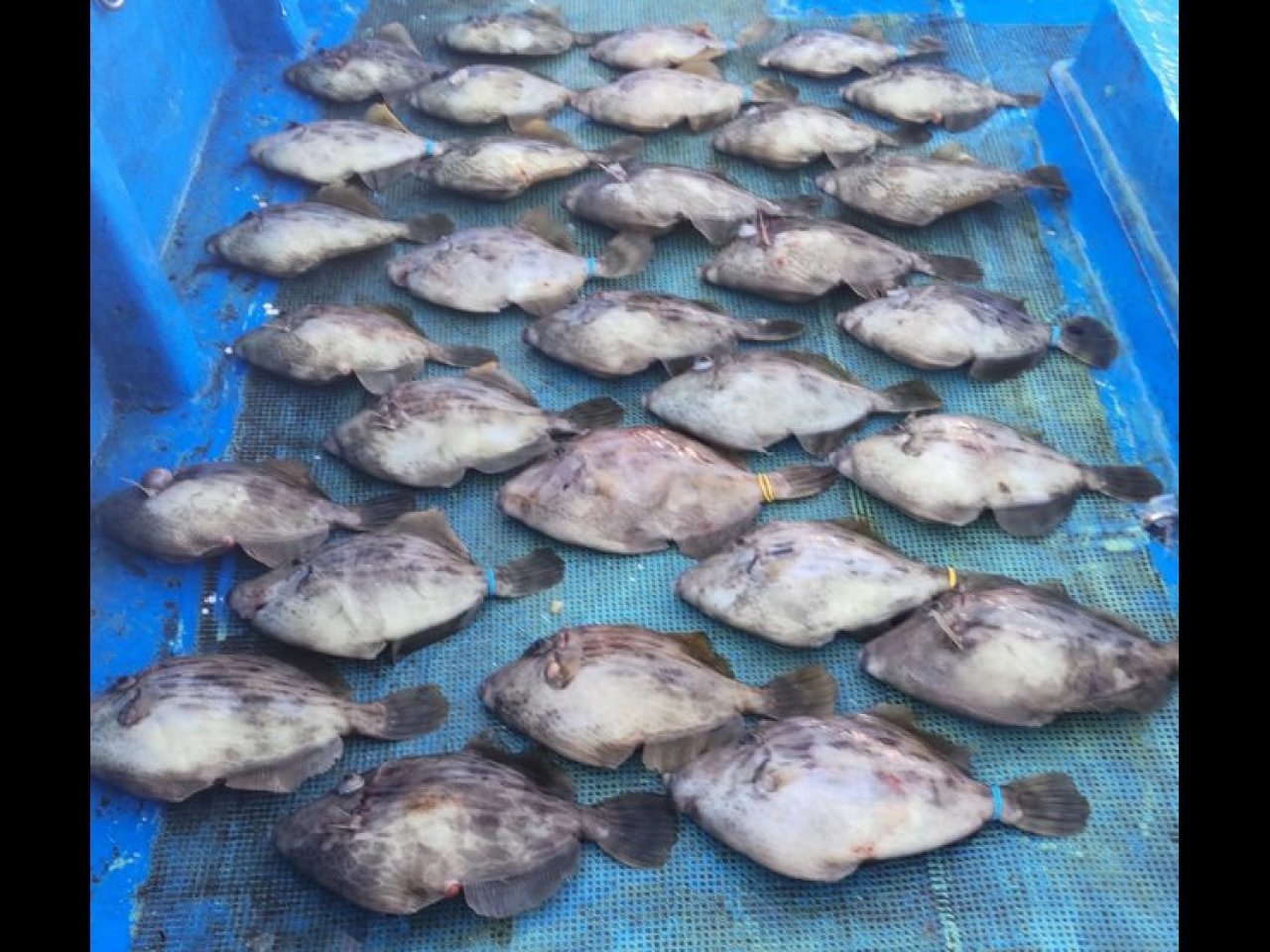 【釣果速報】そこらじゅうカワハギだらけ!和歌山県勝丸で全員ツ抜け達成!トップは40匹以上キャッチ!あなたも爆釣間違いなし!