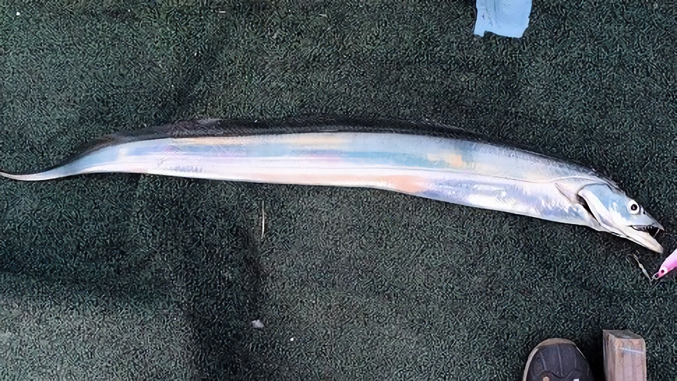 タチウオの写真