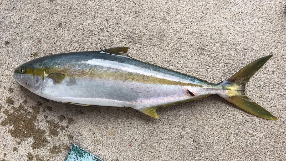 鳴門 ライトショアジギング ショアジギングの基本を徹底解説！釣り方や仕掛け、おすすめのタックルを一挙ご紹介！