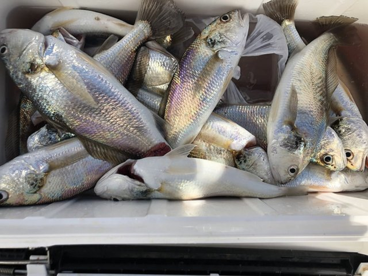 釣果速報 金沢八景 黒川丸で中型 良型のイシモチ 上がりまくり カサゴも絶好調 おいしい魚を超新鮮な状態で食べられるのは釣り人の特権です 釣りまとめアンテナ